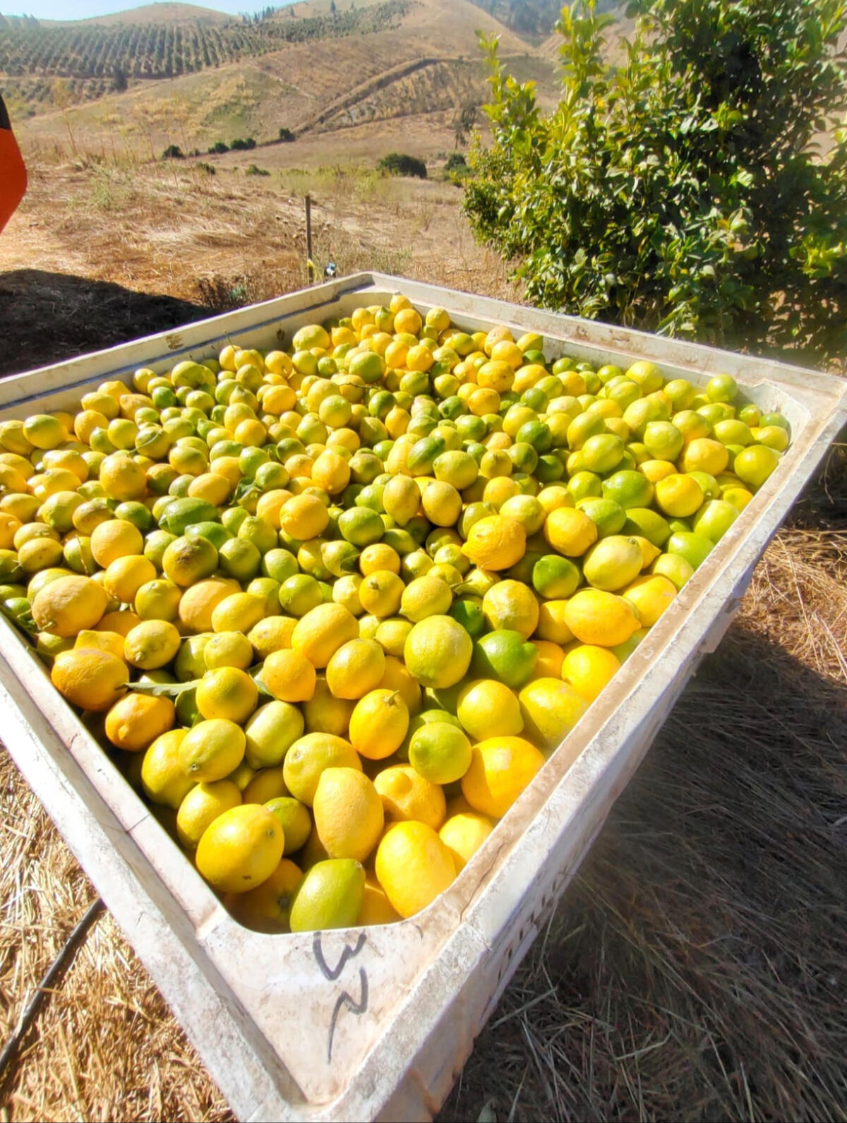 Production foto Gajo de naranja con piel en color naranjo fondo negro
