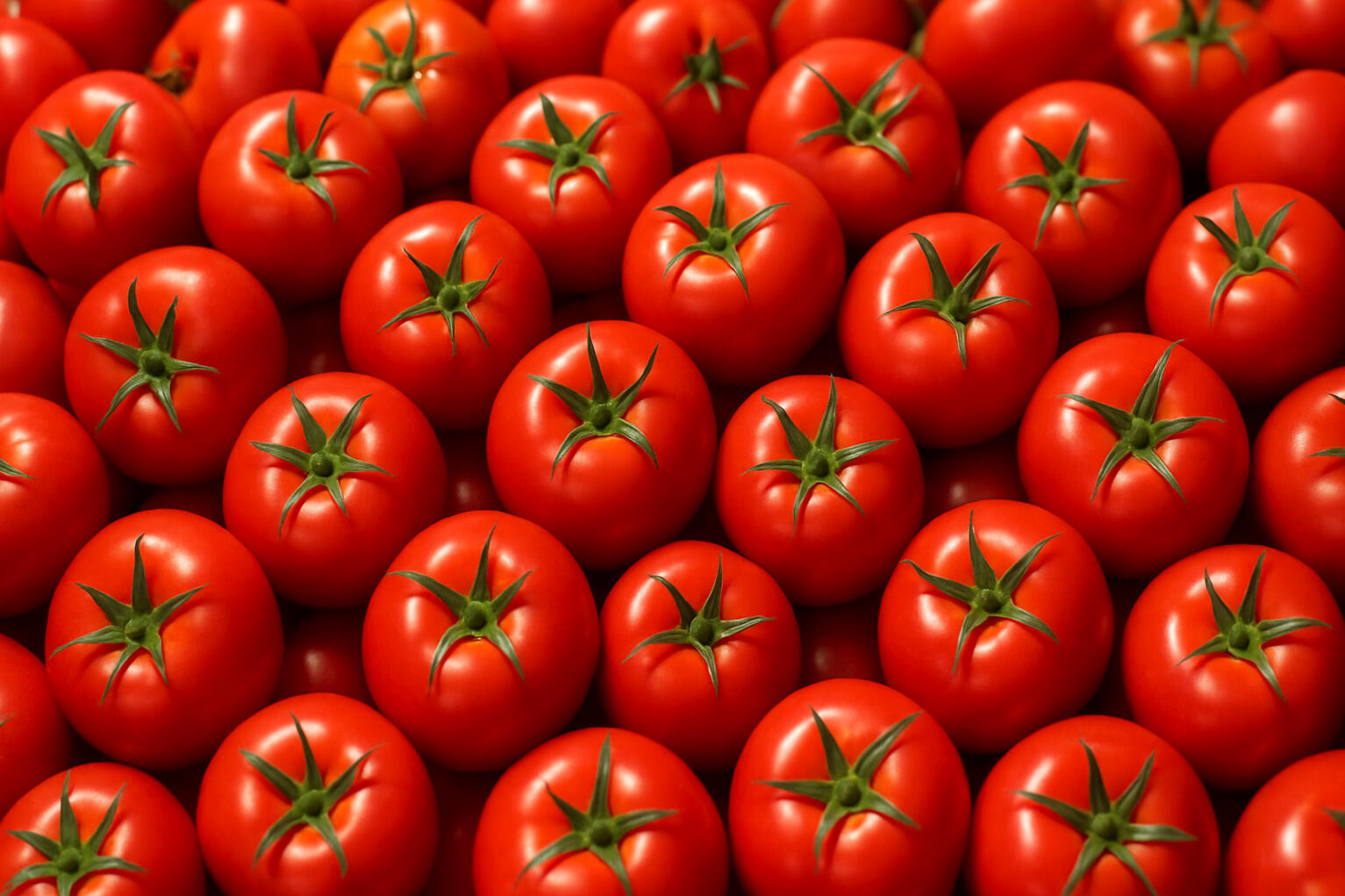 Tomate Larga Vida Tomate Larga Vida