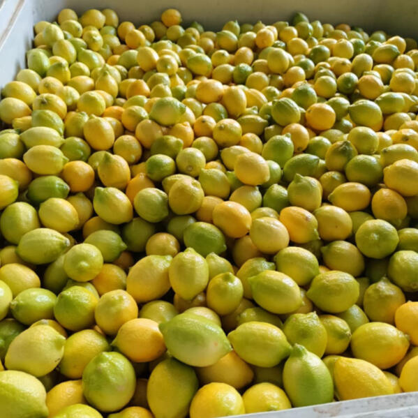 Mandarina Mandarina