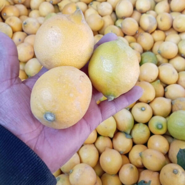 Mandarina Mandarina