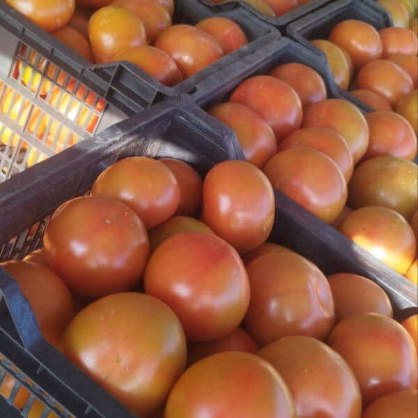Mandarina Mandarina
