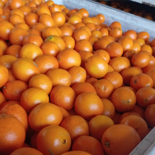 Mandarina Mandarina