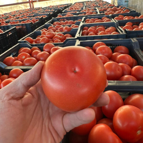 Mandarina Mandarina